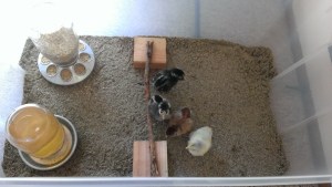 Chick brooder!