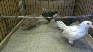 Patiently waiting for their coop to be built!